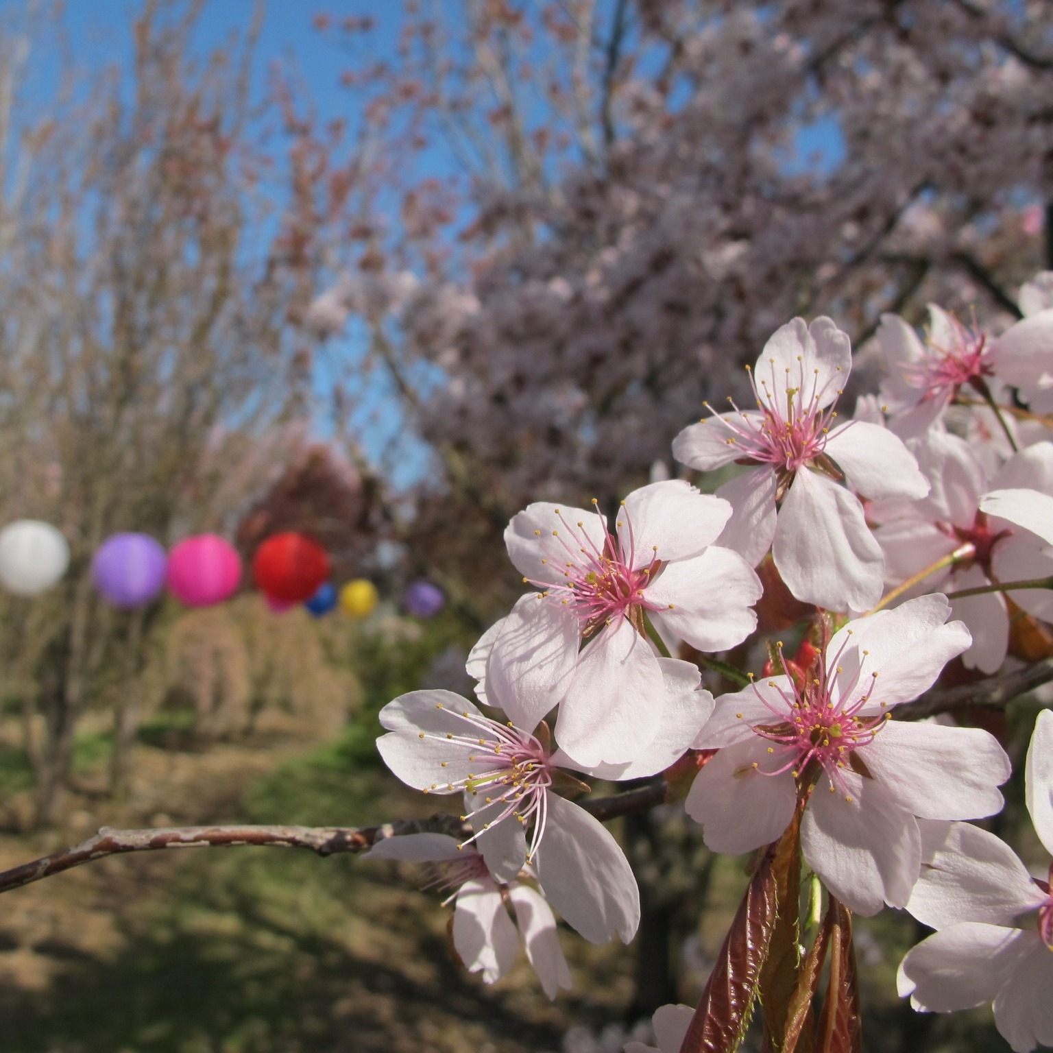 420770272 396895949531048 9066601733271821345 N