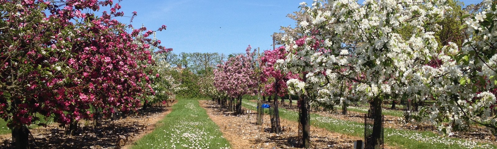 Hanami Picture 2.JPG