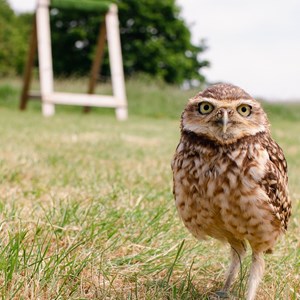 633f0806-b58f-4d13-9d46-27c72033ecdd-1hr owl.jpg