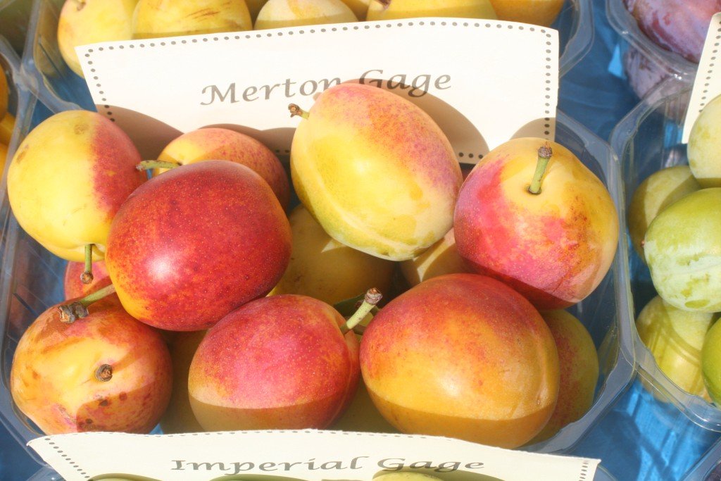 Plum picture red Brogdale.jpg