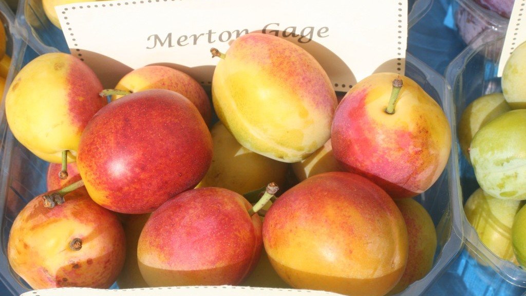 Plum picture red Brogdale.jpg