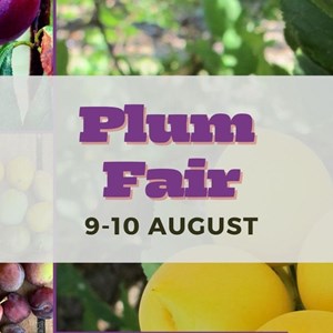 82a90a91-32f7-4999-a386-ef3e4977f407-Plum Fair website.jpg