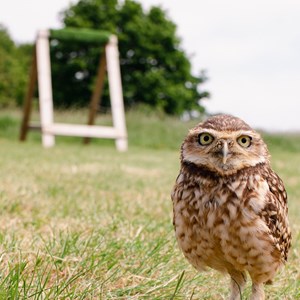 b97f6083-d661-4e4d-872d-f802faa856d2-1hr owl.jpg