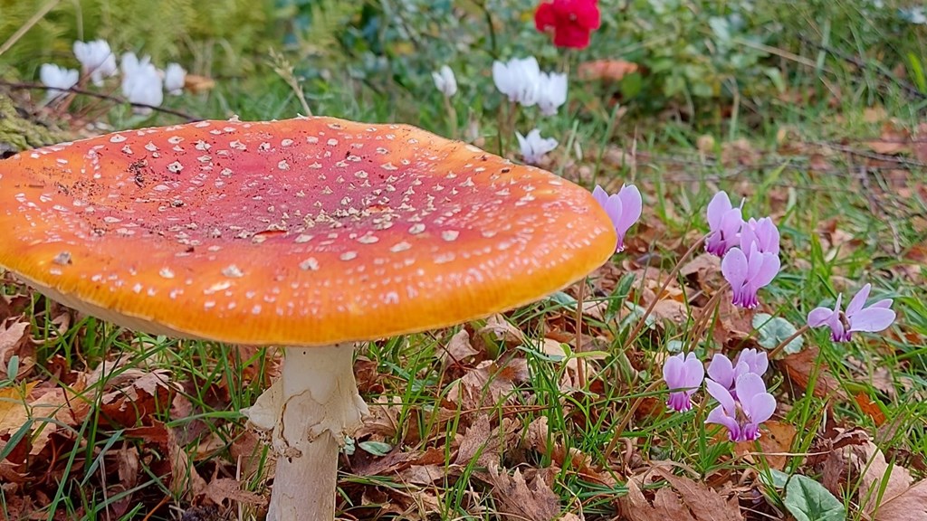 aca14177-9b4d-4fba-9cf5-5c885c01fb45-toadstoll.jpg