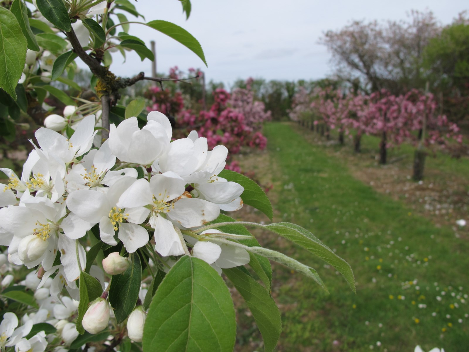e47618c1-6d33-4c9d-b7bc-e1331a468640-blossom orchard.jpg