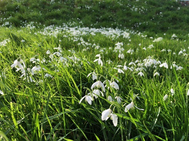 1087ff51-7e0f-4669-b799-79ec348ce11f-snowdrops.jpg