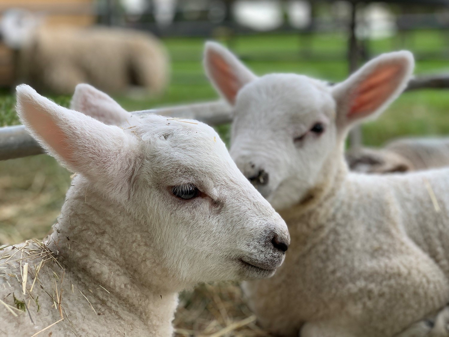 a13ace32-d425-4aec-9ba2-600e56dd90b2-lambs at Mount Ephraim.jpg