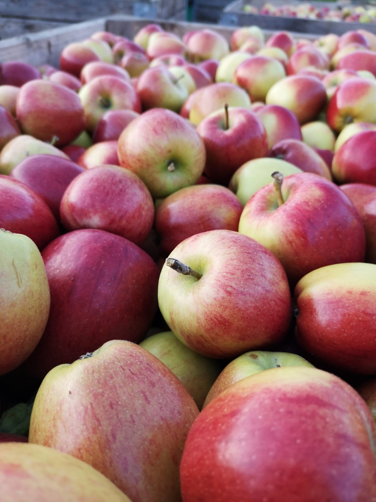 8d1b7869-b289-4635-9e97-77fbc96e0235-apples.jpg