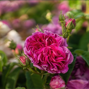 Rosewater Distillation Workshop