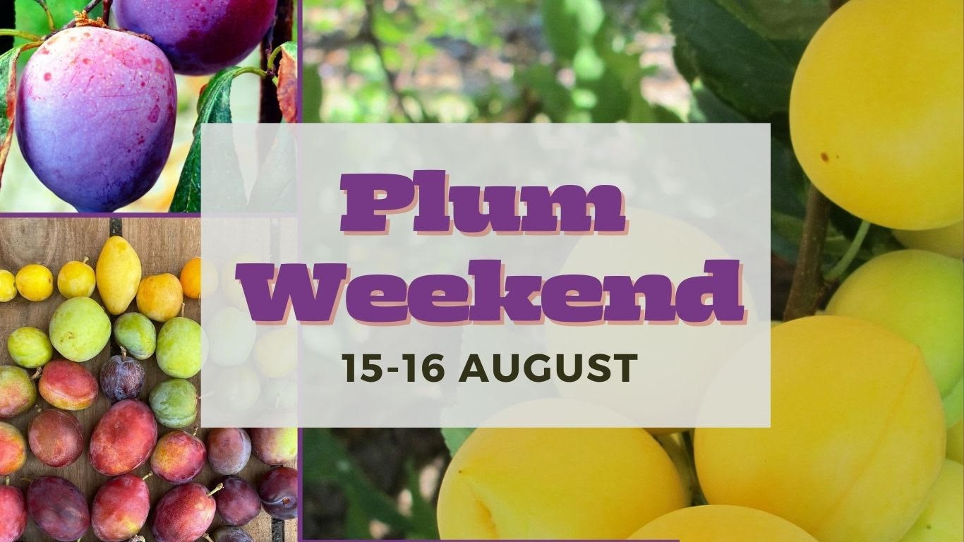 294d6a98-5f24-4168-80ba-b156b0a3a0a8-Plum Weekend 2026 Website.jpg