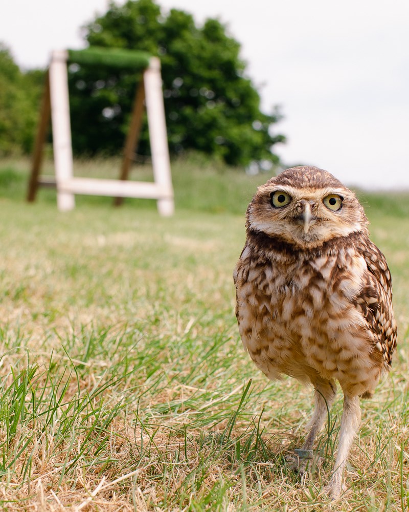 3760742f-42e7-4a71-b7b5-35438de83ff7-1hr owl.jpg