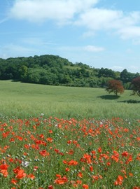 kent-downs---field.jpg