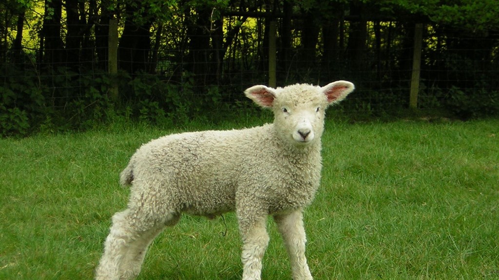 rare-breeds---lamb (1).jpg