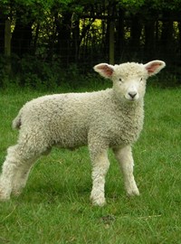 rare-breeds---lamb (1).jpg