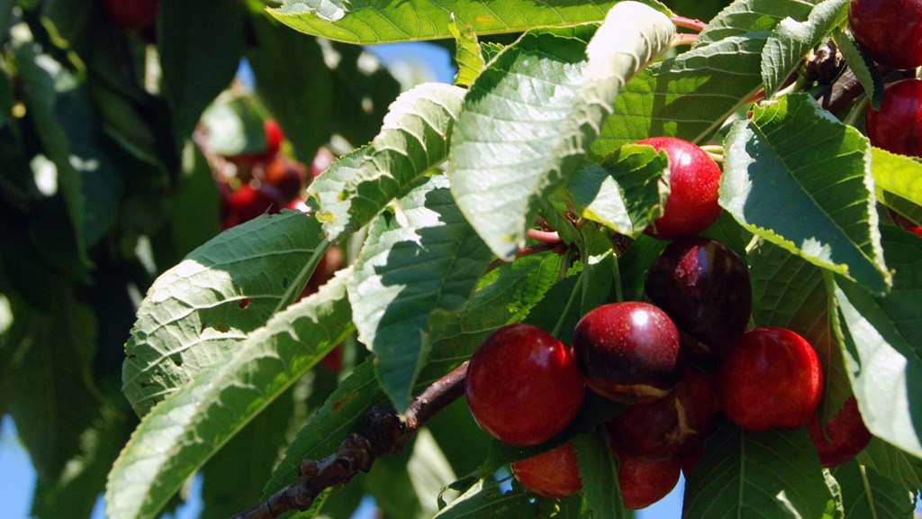 brogdale-collections-3 (1).jpg