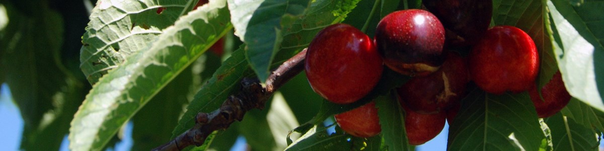 brogdale-collections-3 (1).jpg