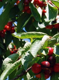 brogdale-collections-3 (1).jpg