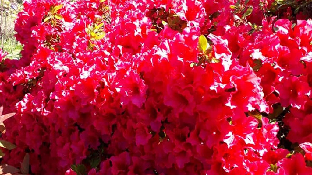 Brilliant Blooms at Mount Ephraim Gardens 2019 MG.jpg