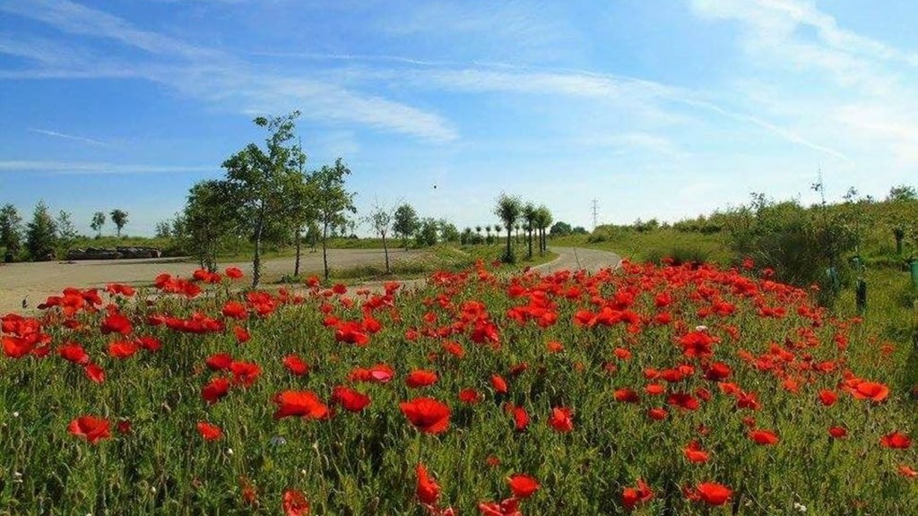 Poppy Image At Milton Creek Country Park Facebook