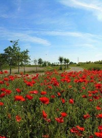 Poppy Image At Milton Creek Country Park Facebook