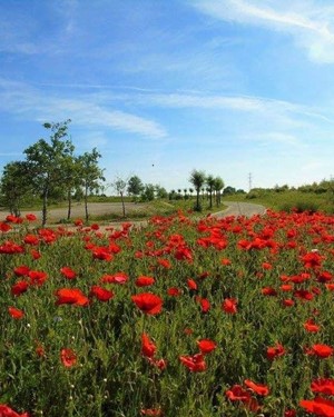 Poppy Image At Milton Creek Country Park Facebook