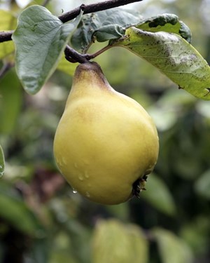 brogdale-collections-pear.jpg