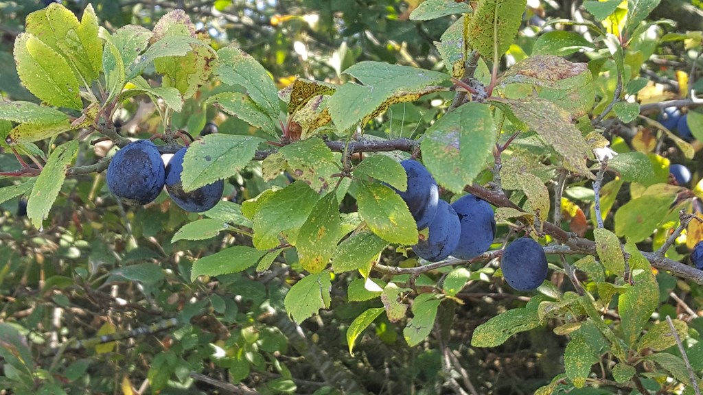 Damsons 2