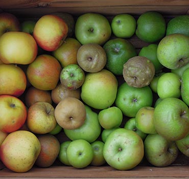 Cider Making Course Apples