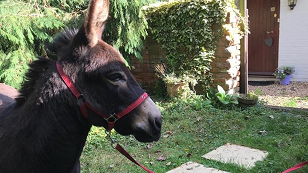 Huckleberry Wood Donkey Lowres