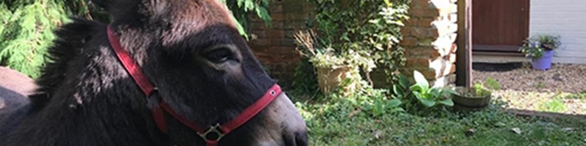 Huckleberry Wood Donkey Lowres