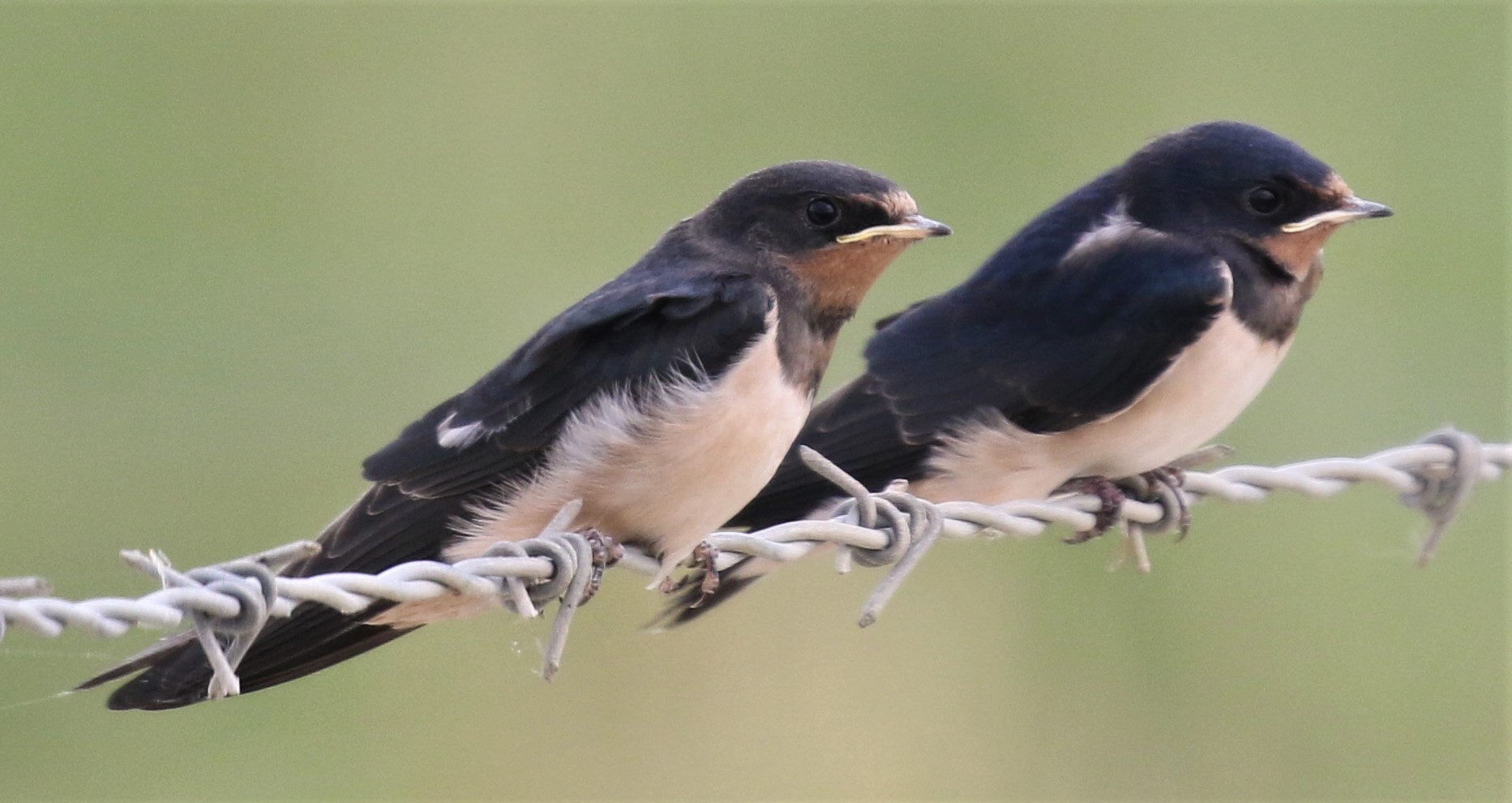 Swallows - Photo Richard Hanman