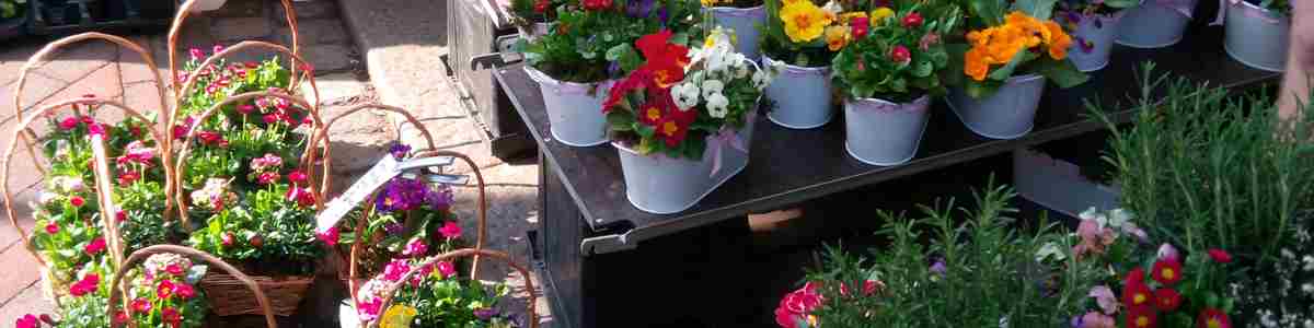 Faversham Market Flower Stall