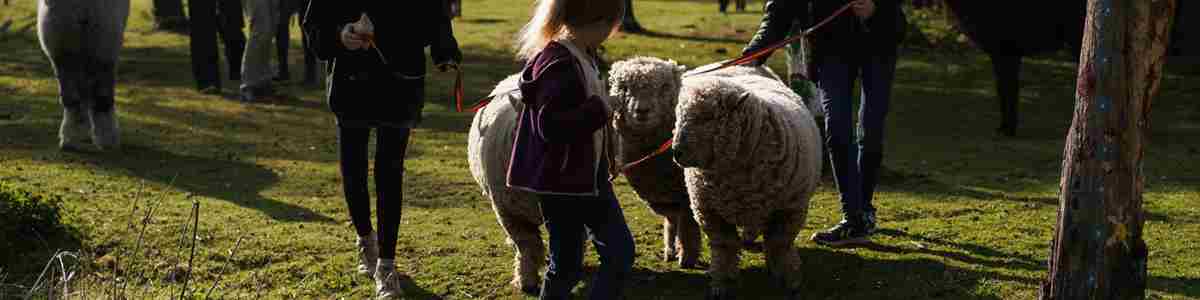 Family Sheep Walk1)