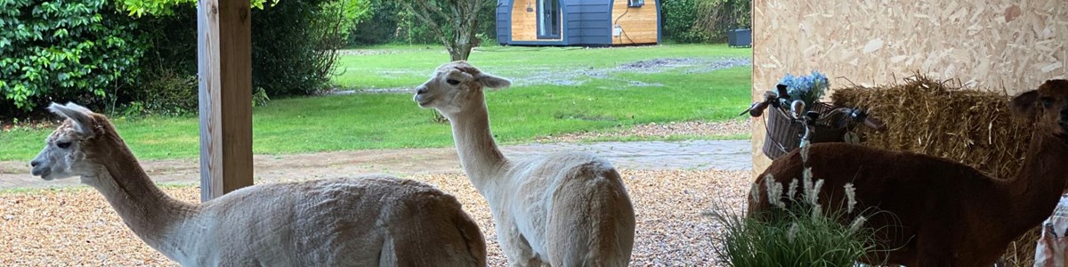 Glamping Pod Borden3