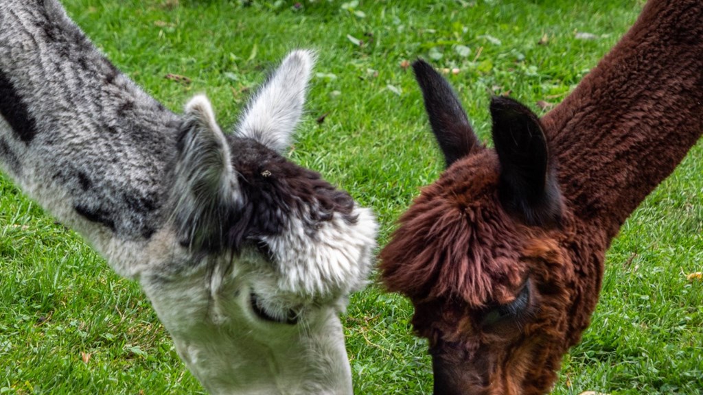 Two Alpacas Credit Dr Martin Searle