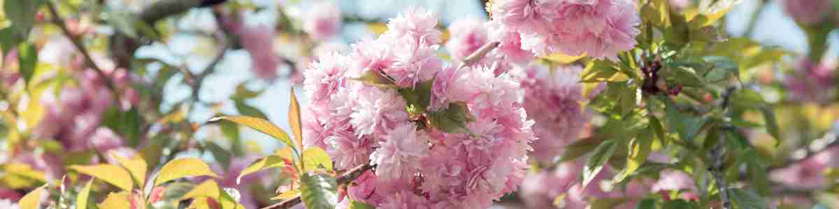 Brogdale Cherry Blossom Orchard 01