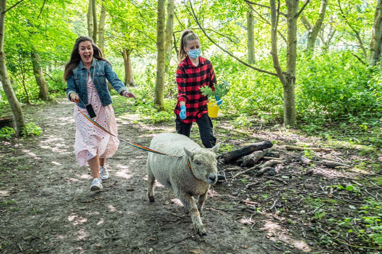 Teddy Bear Sheep Rupert Credit Dr Martin Searle