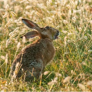 Elmley Hare May Half Term Event
