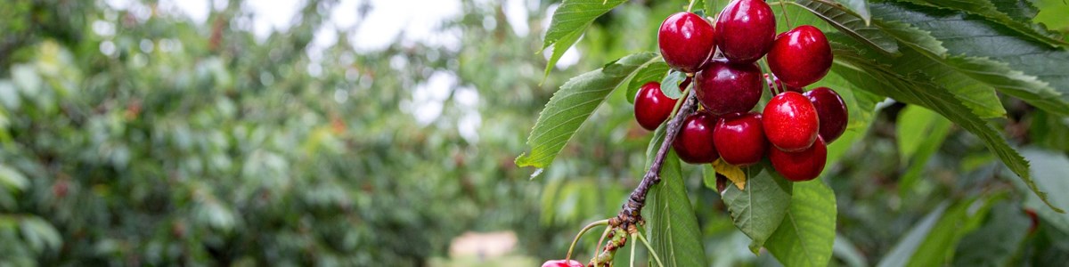 Brogdale Farm Cherry Walk 28