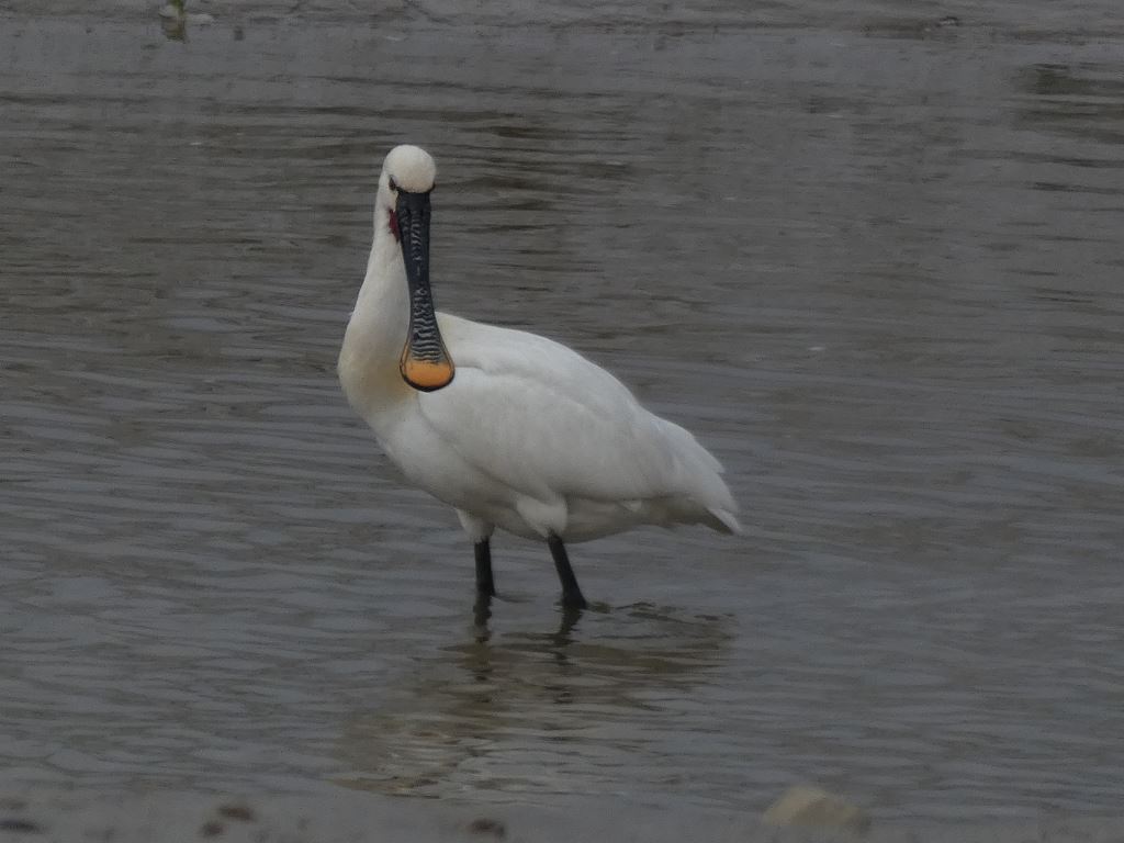 Spoonbill