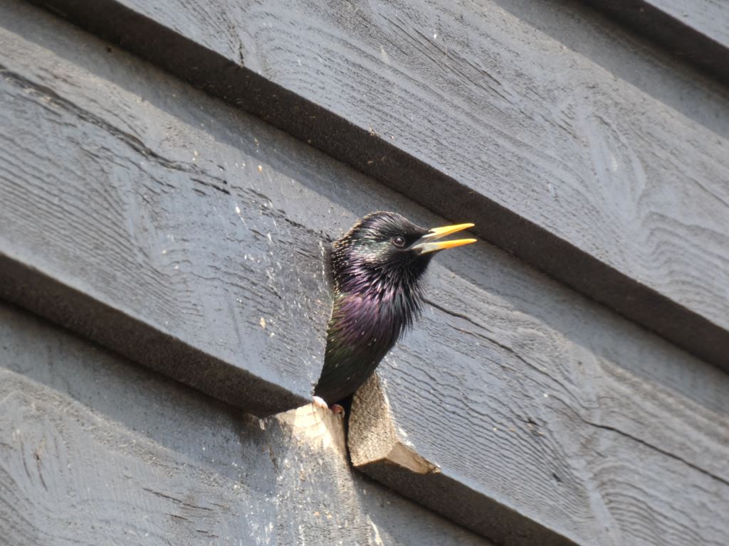 Starling bird