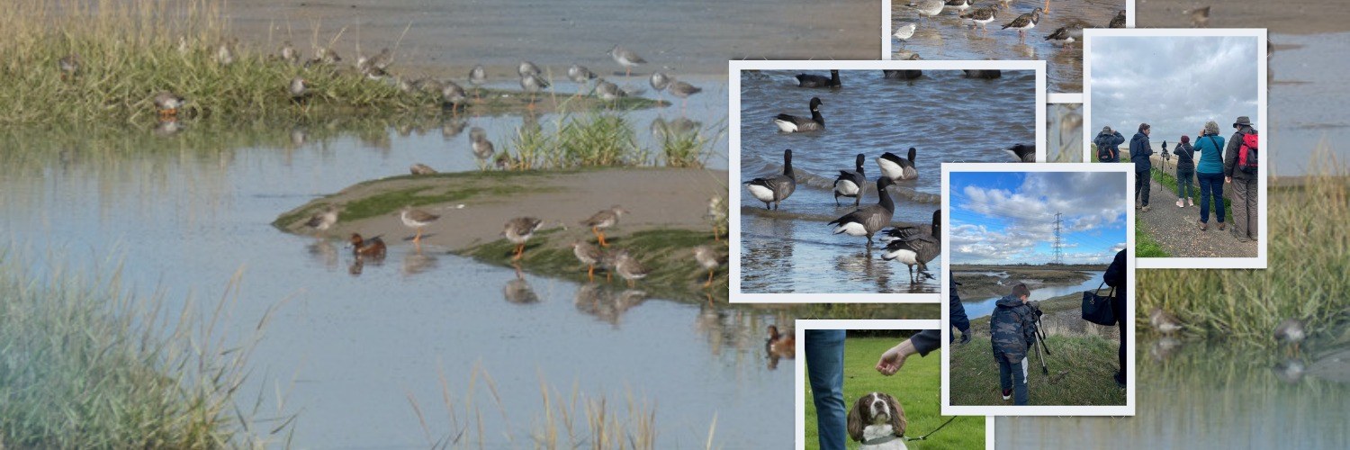 Bird Wise FB Banner Image