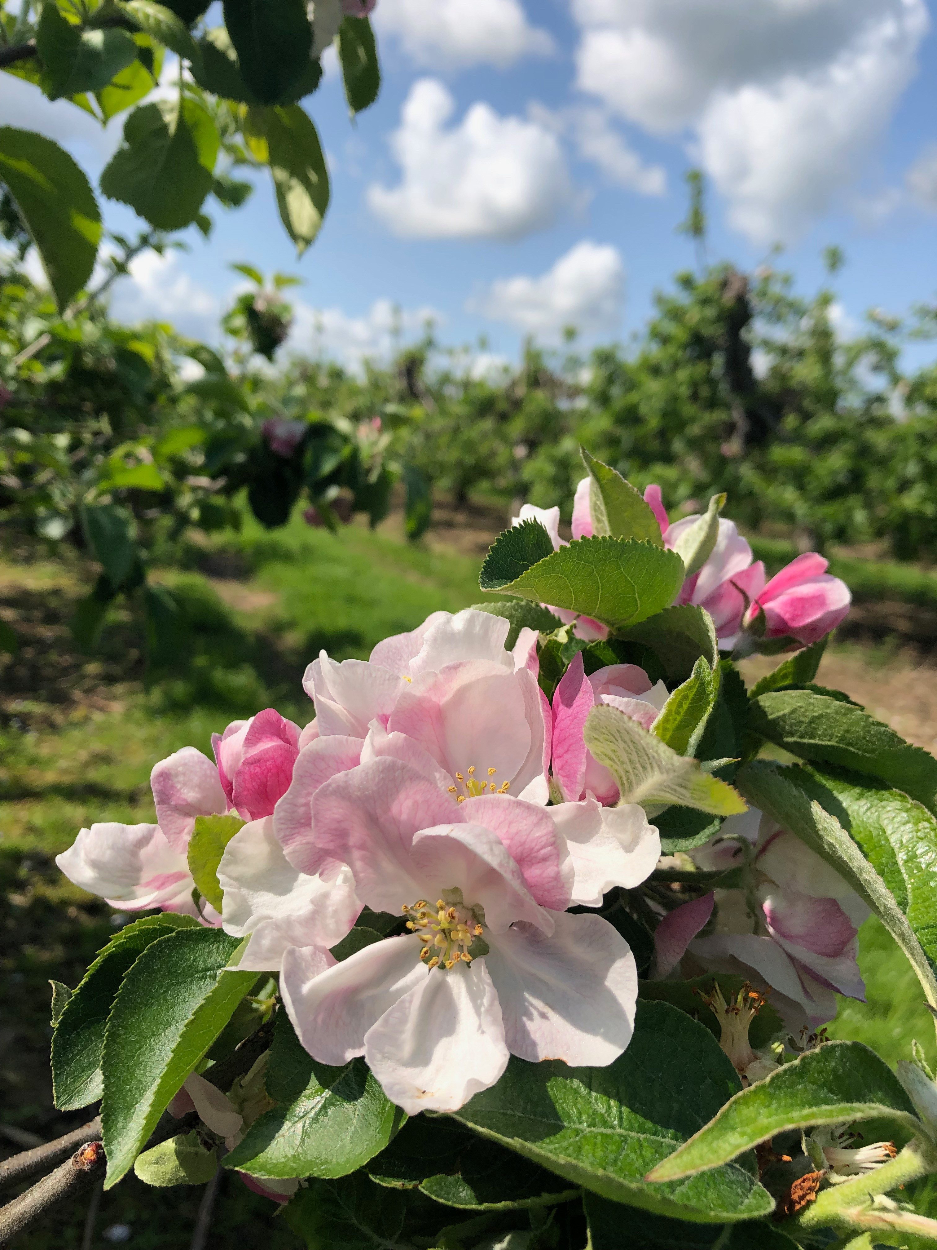 Blossom C.Amanda Russell
