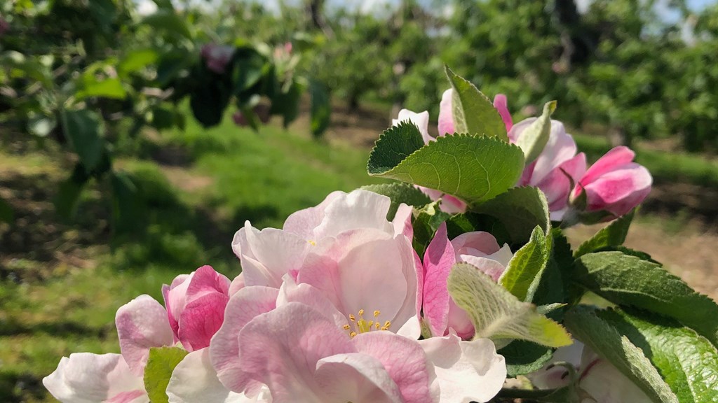 Blossom C.Amanda Russell