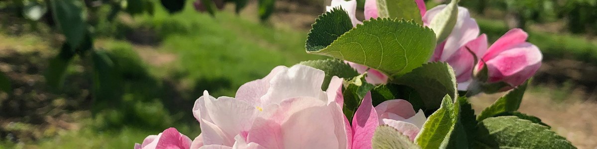 Blossom C.Amanda Russell