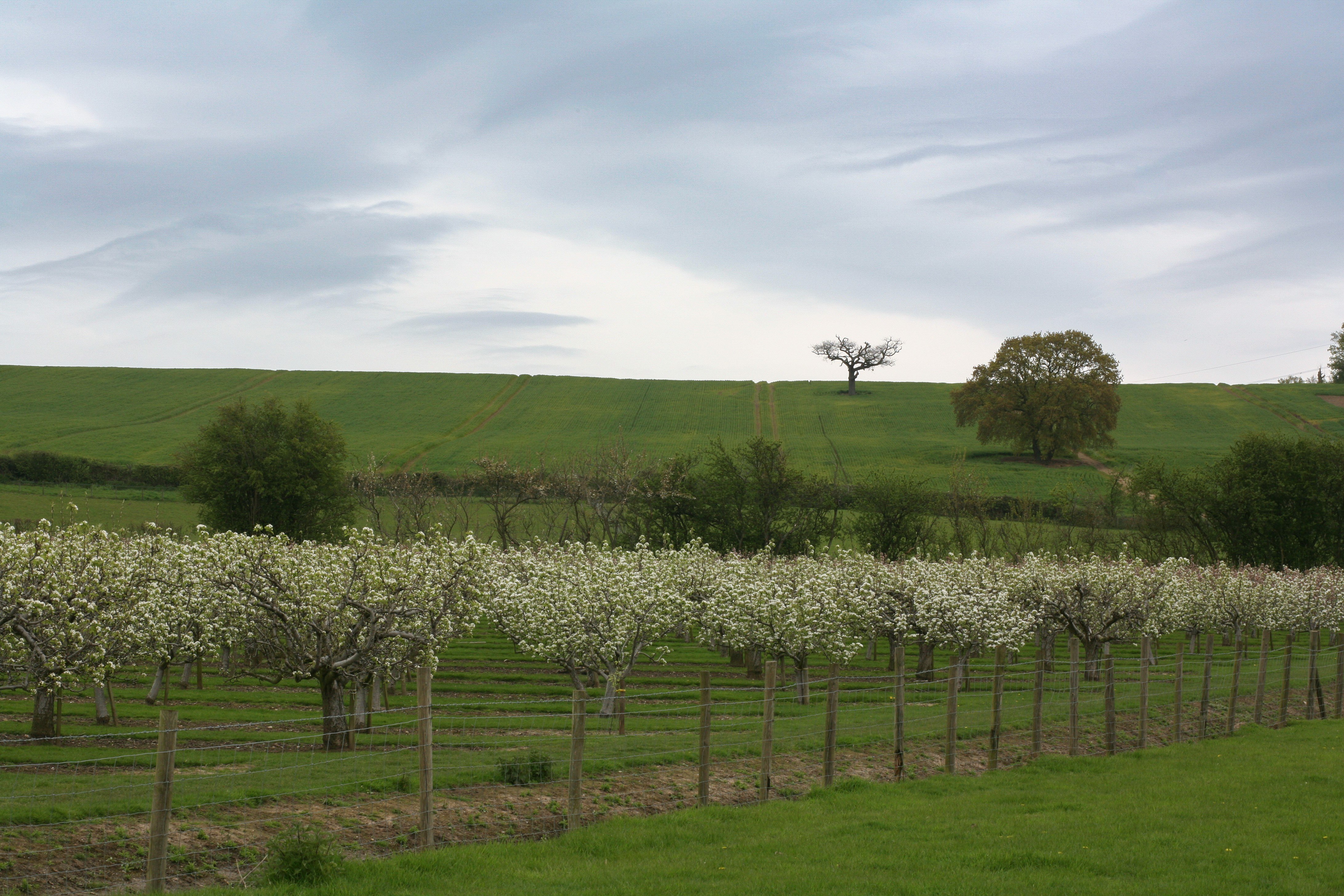 Orchards And Fields Amanda Russell