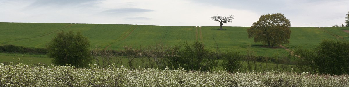 Orchards And Fields Amanda Russell