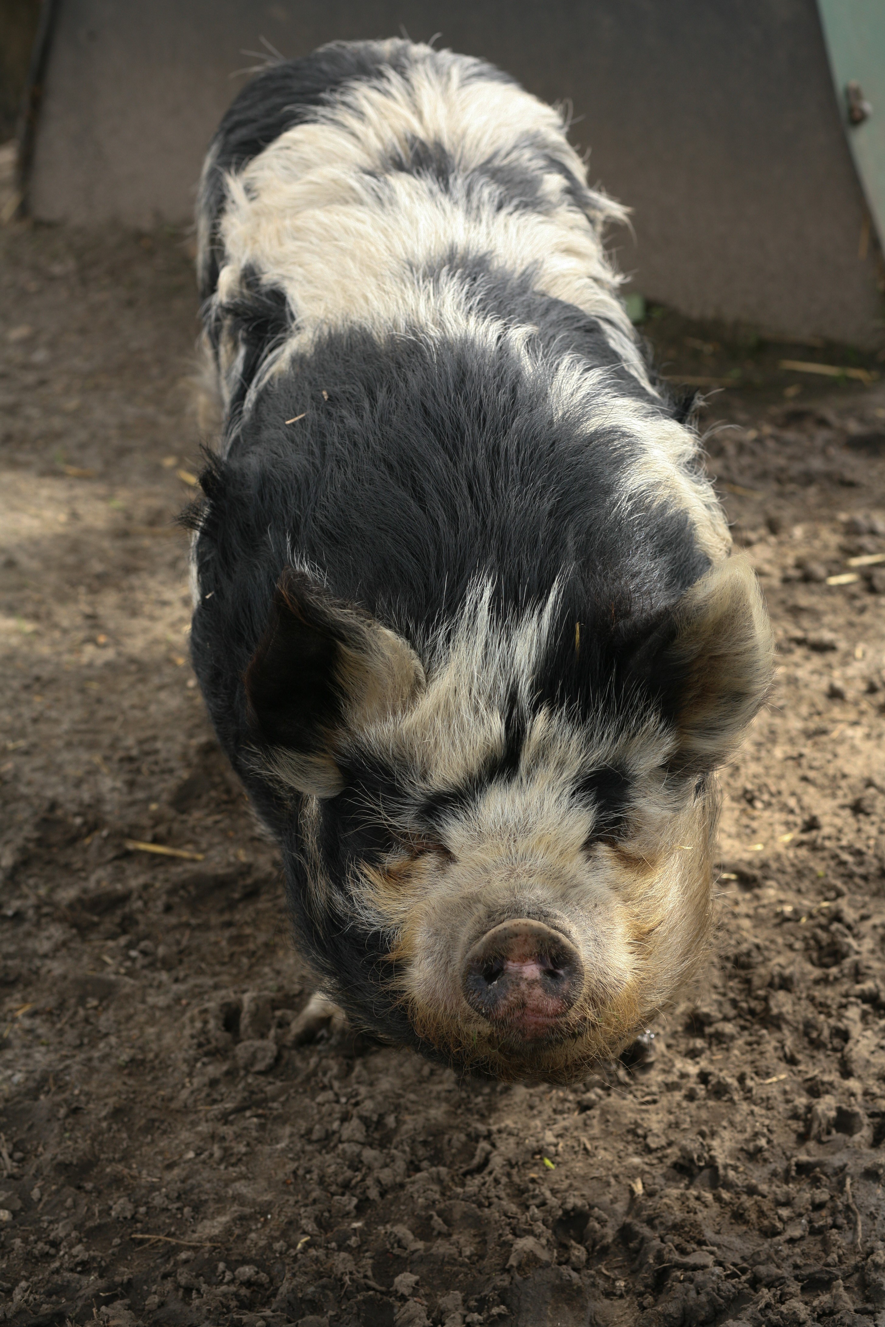 Pig C.Amanda Russell