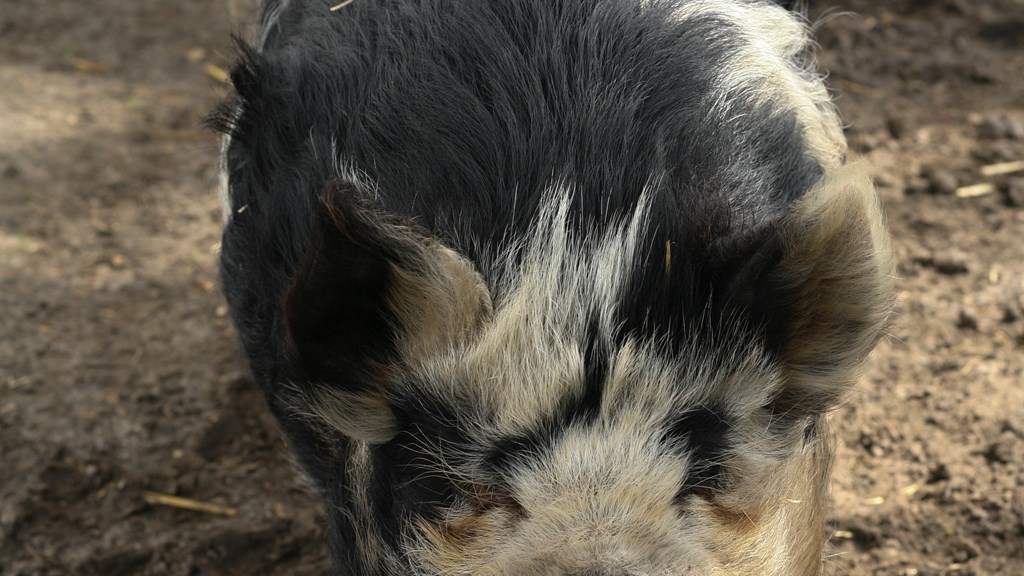 Pig C.Amanda Russell