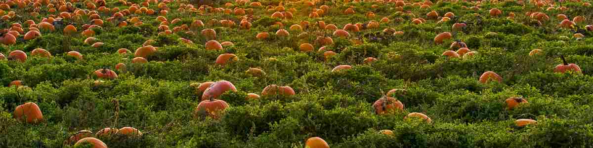 Pumpkin Picking Field